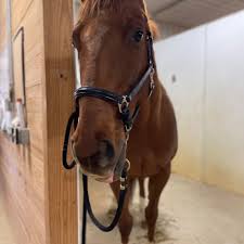 Image result for Carman Stables Archery