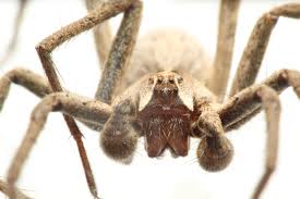 Attēlu rezultāti vaicājumam “Pisaura mirabilis male”