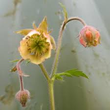 Attēlu rezultāti vaicājumam “Geum rivale bud”