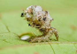 Attēlu rezultāti vaicājumam “Chrysopidae larva”