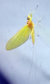 Attēlu rezultāti vaicājumam “Heptagenia sulphurea”