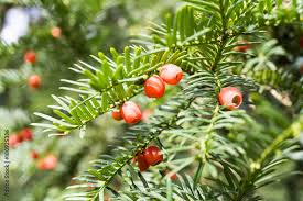 Attēlu rezultāti vaicājumam “Taxus baccata fruit”