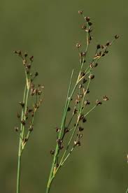 Attēlu rezultāti vaicājumam “Juncus alpinoarticulatus fruit”