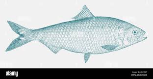 Image result for Alosa sapidissima