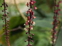 Attēlu rezultāti vaicājumam “Trichia ambigua stalked”