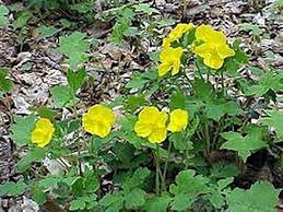 Image result for Chelidonium majus