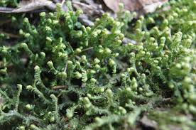 Attēlu rezultāti vaicājumam “Bazzania trilobata”