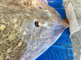 Image result for Raja straeleni