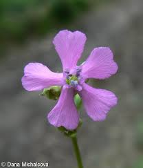 Attēlu rezultāti vaicājumam “Silene viscaria fruit”