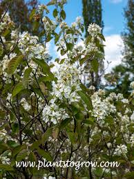 Attēlu rezultāti vaicājumam “Amelanchier spicata flower”