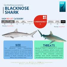 Image result for Carcharhinus acronotus