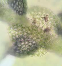 Attēlu rezultāti vaicājumam “Lejeunea cavifolia”