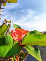 Attēlu rezultāti vaicājumam “Euphorbia palustris fruit”