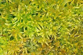 Attēlu rezultāti vaicājumam “Sphagnum tenellum”