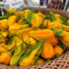 Afbeeldingsresultaat voor yellow fratali hot pepper