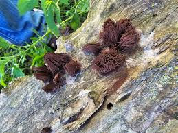 Attēlu rezultāti vaicājumam “Stemonitis fusca stalked”