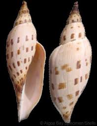 Attēlu rezultāti vaicājumam “Badhamia dubia sessile”