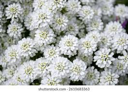 Image result for Schleifenblume