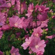 Image result for Malva moschata