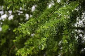 Attēlu rezultāti vaicājumam “Larix decidua var. polonica”