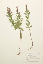 Attēlu rezultāti vaicājumam “Labiatae”