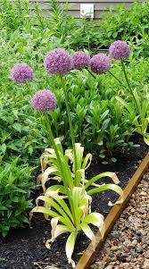 Attēlu rezultāti vaicājumam “Allium holandicum leaf”