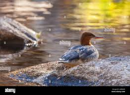 Attēlu rezultāti vaicājumam “Mergus merganser juvenile”