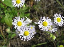 Attēlu rezultāti vaicājumam “Erigeron annuus flower”