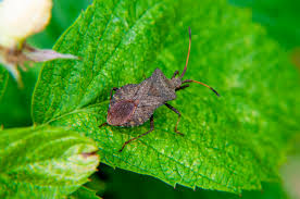 Attēlu rezultāti vaicājumam “Coreus marginatus imago”