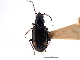 Attēlu rezultāti vaicājumam “Bembidion sp.”