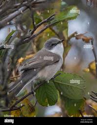 Attēlu rezultāti vaicājumam “Sylvia curruca adult”