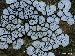 Attēlu rezultāti vaicājumam “Ceratiomyxa fruticulosa young”