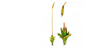 Attēlu rezultāti vaicājumam “Aloina rigida”