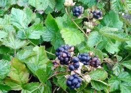 Attēlu rezultāti vaicājumam “Rubus caesius fruit”