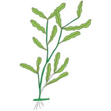 Attēlu rezultāti vaicājumam “Potamogeton perfoliatus leaf”