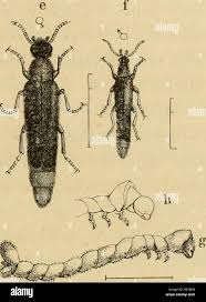Attēlu rezultāti vaicājumam “Anobium pertinax”