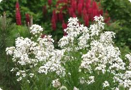 Image result for Hesperis matronalis