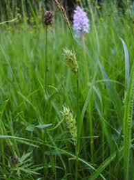 Attēlu rezultāti vaicājumam “Carex hirta female flower”