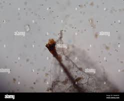 Attēlu rezultāti vaicājumam “Stemonitis flavogenita”