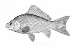 Attēlu rezultāti vaicājumam “Carassius auratus”