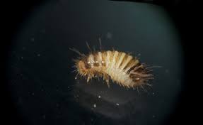 Attēlu rezultāti vaicājumam “Anthrenus verbasci”