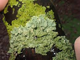 Attēlu rezultāti vaicājumam “Xanthoriicola physciae”