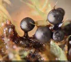 Attēlu rezultāti vaicājumam “Lamproderma elasticum”