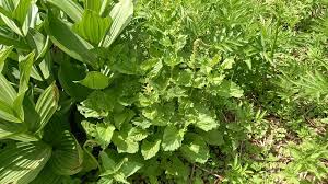 Attēlu rezultāti vaicājumam “Chenopodium bonus-henricus leaf”