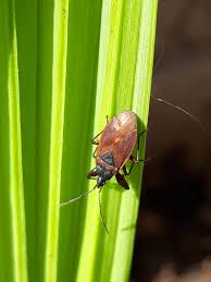 Attēlu rezultāti vaicājumam “Gastrodes grossipes”