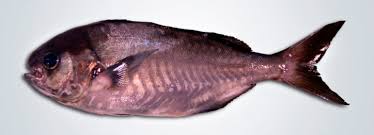 Image result for Schedophilus ovalis