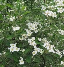 Attēlu rezultāti vaicājumam “Calamagrostis canescens fruit”