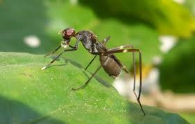 Attēlu rezultāti vaicājumam “Micropezidae”