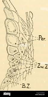 Attēlu rezultāti vaicājumam “Tranzschelia pruni-spinosae spores”