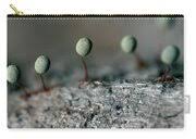 Attēlu rezultāti vaicājumam “Physarum penetrale”